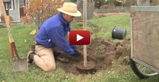 American Homes and Gardens Magazine, How to Plant a Tree Video, Garden.org